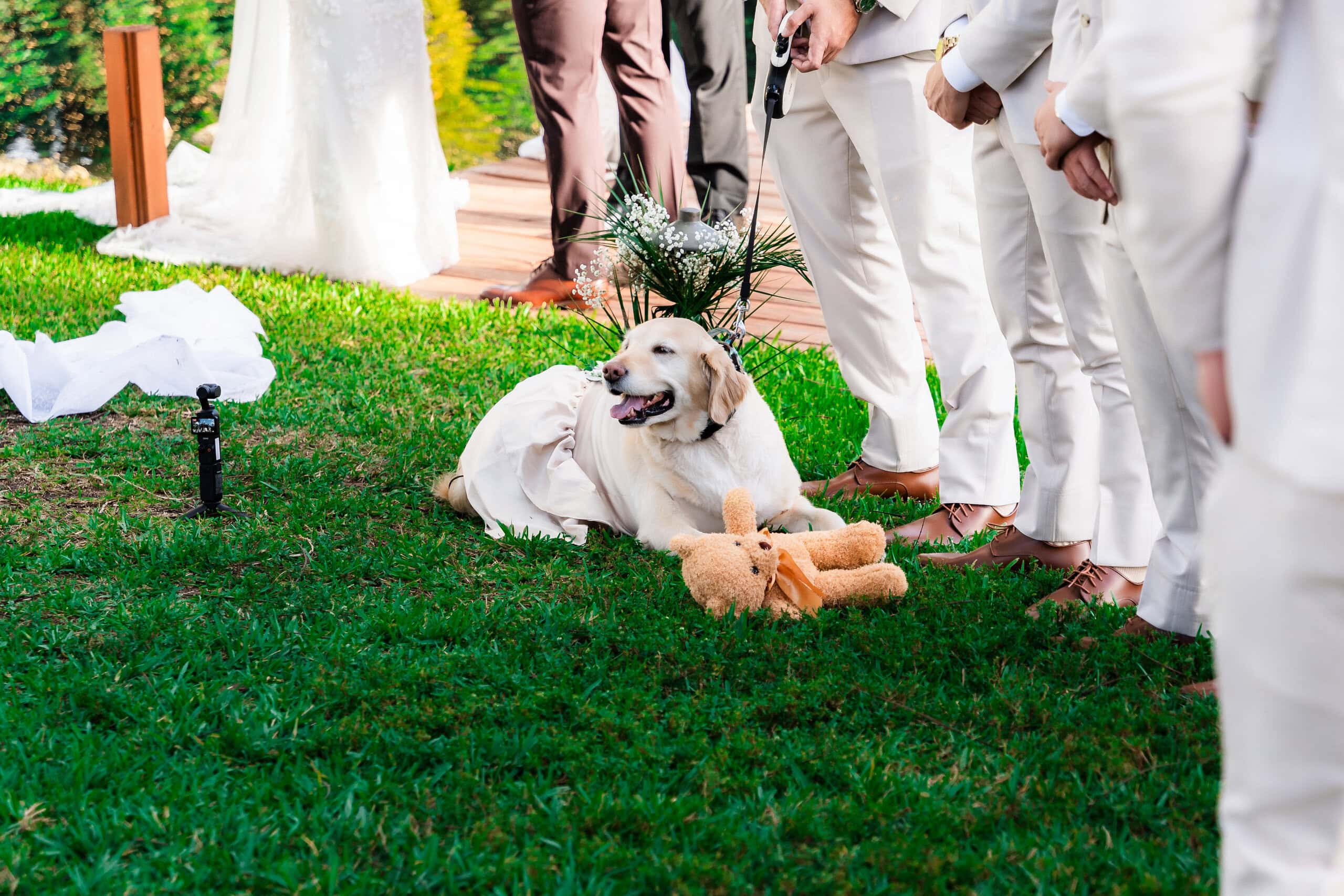 Golden Retriever wearing wedding attire during an outdoor ceremony at a dog-friendly Airbnb-style wedding venue in South Florida.